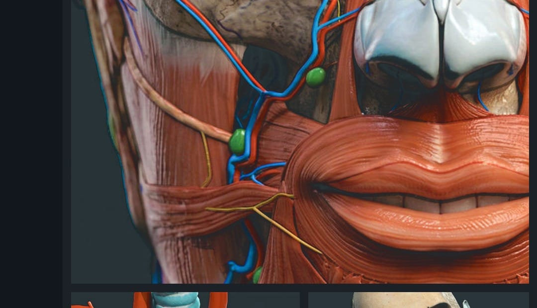 Anatomy Learning cover image