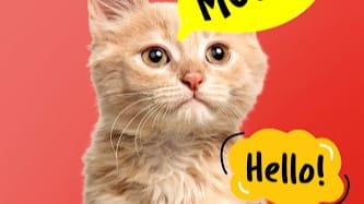 Cat Translator - Talk to Cat cover image